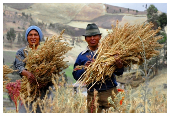 Quinoa in Ecuador